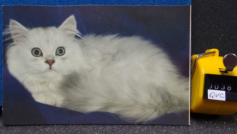 White Cat From Cat and Kittens Postcards Dover Publications 1983 Unposted