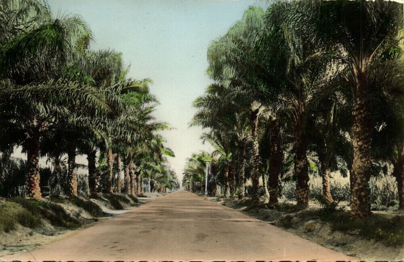 angola, LOBITO, Estrada para Cotumbela, Palm Trees (1960s) Postcard