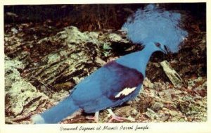 Crowned Pigeons - Miami, Florida FL