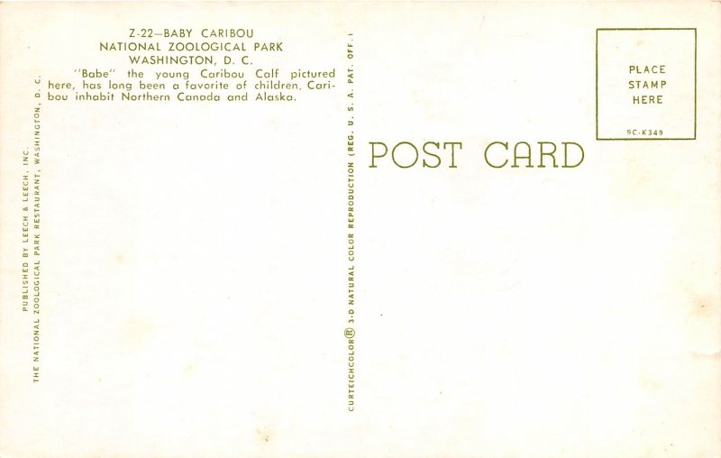 Washington DC 1960s Postcard Baby Caribou National Zoological Park ZOO