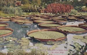 Minnesota St Paul Lily Pond In Como Park