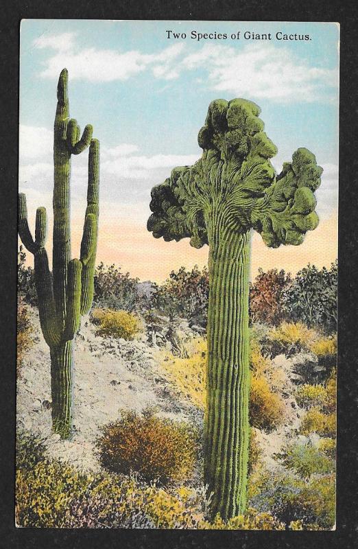 Close View 2 Species of Cactus Used c1910s