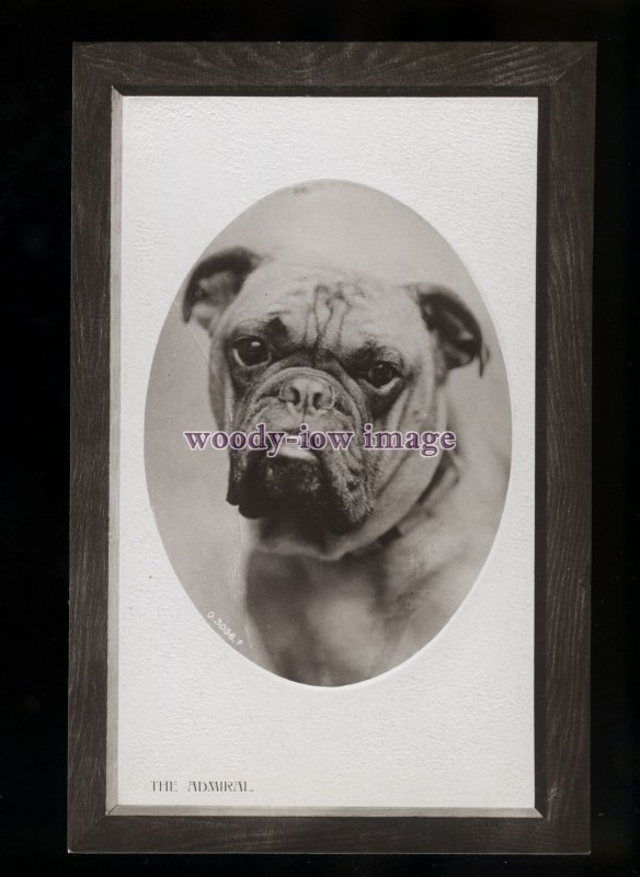 an0328 - Dogs - An Admiral Bulldog - Rotary Opalette Series postcard 