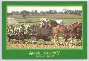 The Tobacco Harvest In Amish Country~Family Working Together~Horses~Continental 