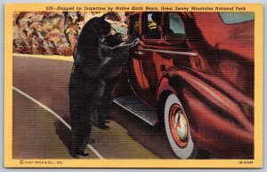 Vtg Smoky Mountains National Park Inspection By Native Black Bear 1940s Postcard