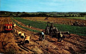 Maine Aroostock County Typical Potato Harvest 1966