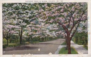 Dogwood Trees In Bloom Atlanta Georgia