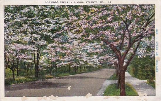 Dogwood Trees In Bloom Atlanta Georgia