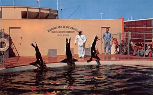 Captain Harold Winston's sea lions Marineland of the Pacific Palos Verdes Cal...