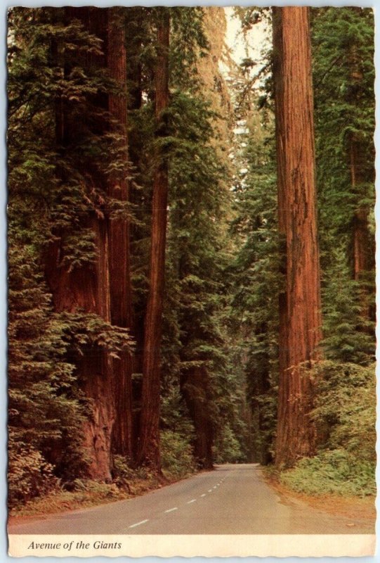 Postcard - Avenue of the Giants - California