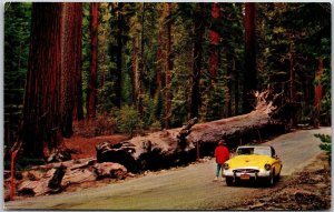 Yosemite National Park California Fallen Monarch Mariposa Grove Tree Postcard