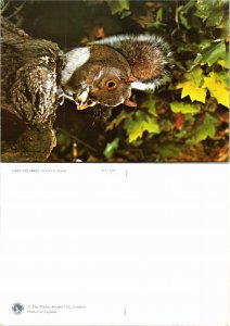 Grey Sqirrel (33140
