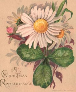 1880-90's Daisy White Flower Yellow Center Christmas Remembrance Trade Card