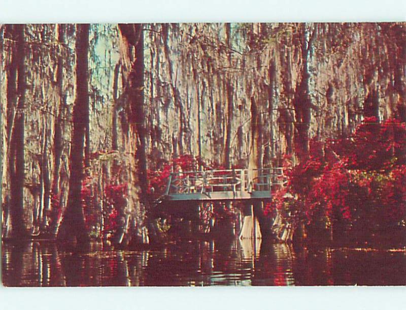 Pre-1980 BRIDGE IN SWAMP AT CYPRESS GARDENS Charleston South Carolina SC t5362