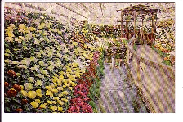 Annual Cavalcade of Chrysanthemums, Gage Park Greenhouses Hamilton, Ontario