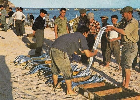 Sesimbra Fishing Selecting Fish Markets Portugal Postcard