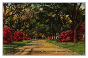 Lane At Springhill College Near Mobile, Ala. Vintage Standard View Postcard 