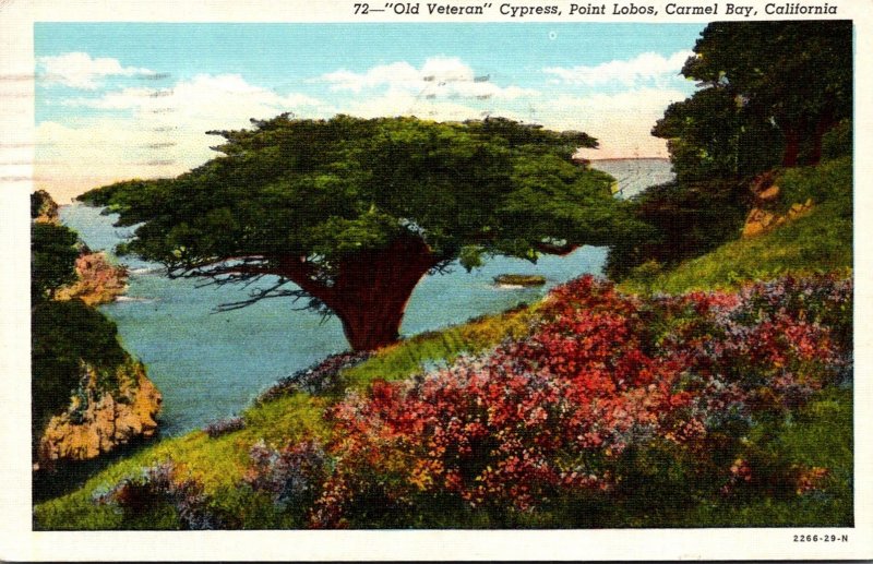 California Carmel Bay Point Lobos Old Veteran Cypress 1942 Curteich