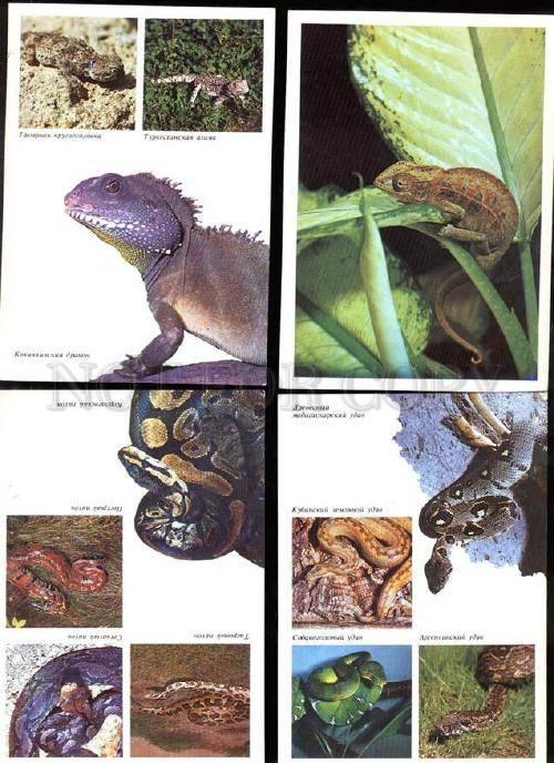 035851 REPTILES Frog Turtle Snakes etc. Collection 22 cards