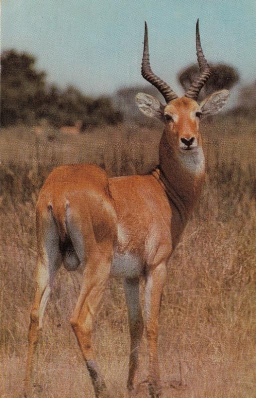 Uganda Kob Deer African Wild Animal Postcard