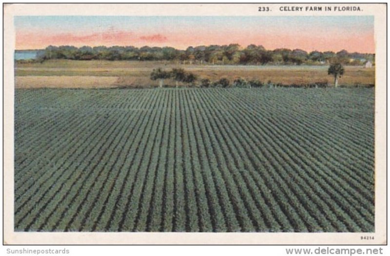 Florida Typical Celery Farm Curteich