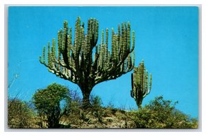 Candleabra Cactus Mexico UNP Chrome Postcard H21
