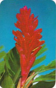 Hawaii Flowers Red Ginger Ostrich Plume Ginger