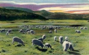 Sheep Ranch Albuquerque NM Postal Used Unknown