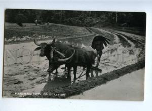 191964 CEYLON Plouching paddy fields Vintage photo postcard