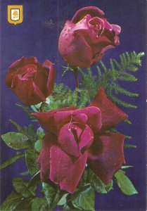 Beautiful roses Nice modern Spanish postcard. Continental size