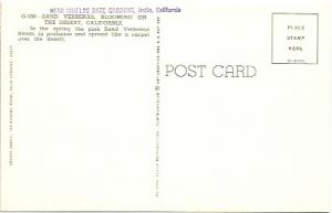 US Sand Verbenas, blooming on the desert, California - near Indio. Unused.
