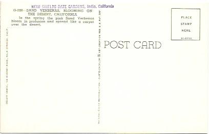 US Sand Verbenas, blooming on the desert, California - near Indio. Unused.