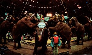 Ringling Brothers and Barnum & Bailey Circus Performing Elephants