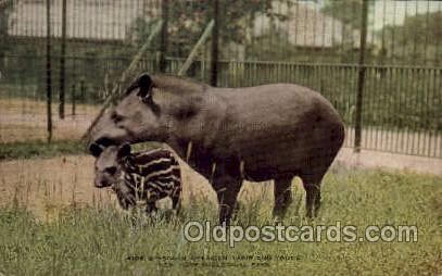 South American Tapir & Young, New York Zoological Park New York, USA Unused 