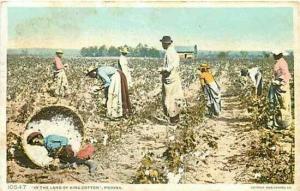 Black Americana, Cotton Pickers, Detroit Publishing 10547