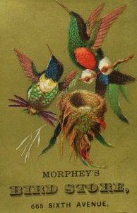 1882 Morphey's Bird Store Parrot Joe Watson Speaks 300 Words #1 F82