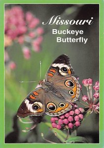 Buckeye Butterfly, Missouri  