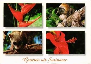 CPM SURINAME-Paloeloe-uiaard-wasbeer-chinese roos (330397)