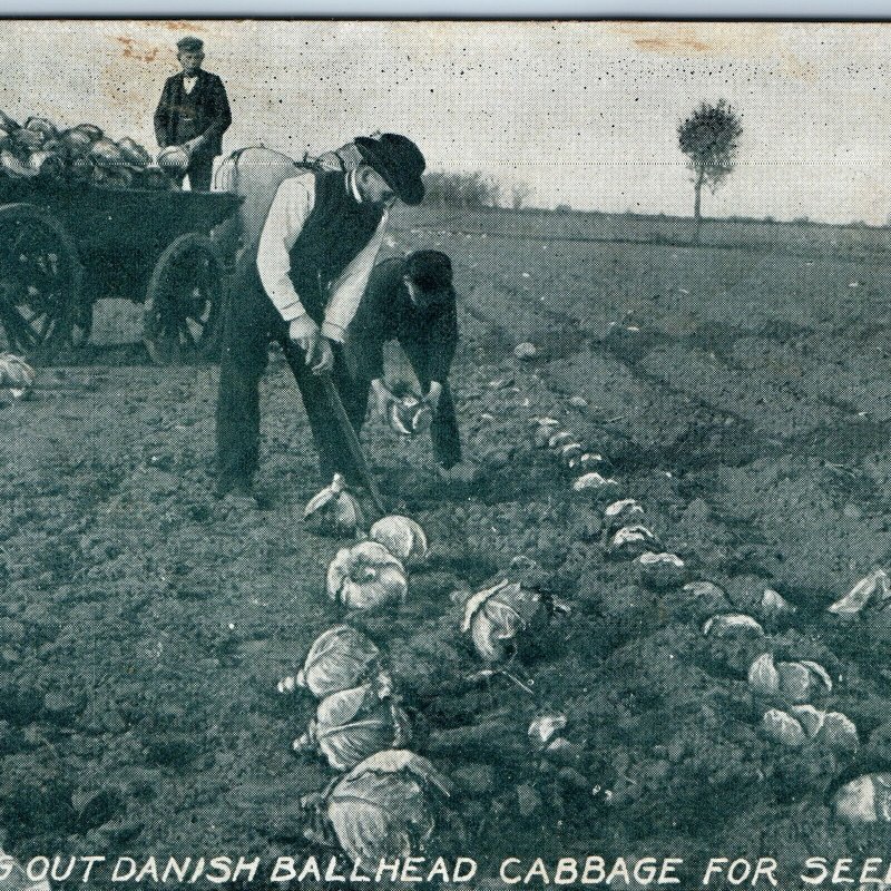 1912 Atlee Burpee Seed Growers Receipt Postcard Advertising Danish Cabbage A74