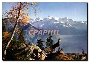 Modern Postcard The Alpine chamois