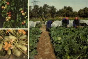 Kuwait, Kuwait City مدينة الكويت, Agriculture Farming Vegetables Fruit (1986) 2