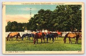 Bluegrass Scene, Horse Racing Thoroughbreds Old Kentucky Linen Postcard c1947 P5