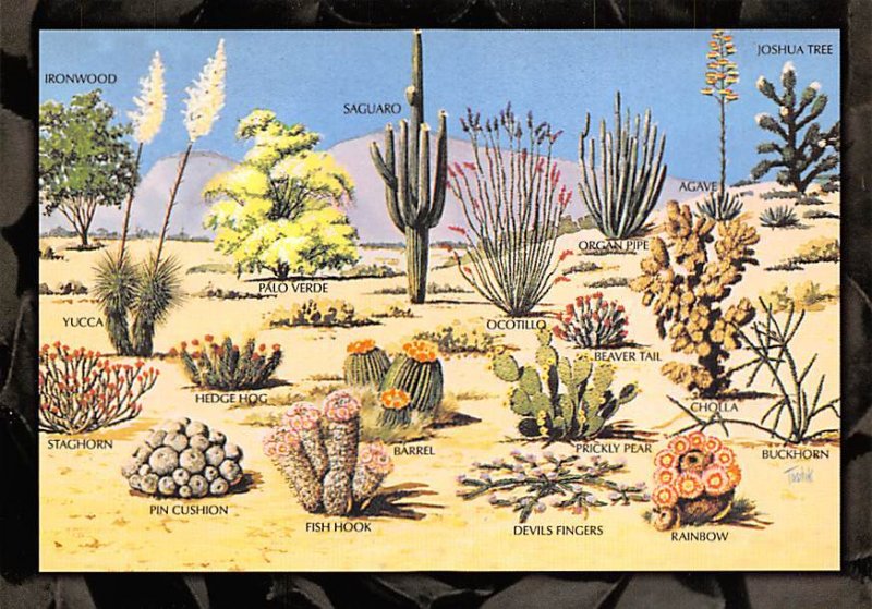 Cacti And Desert Flora Cacti And Desert Flora, Of The Great Southwest