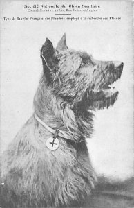 American Red Cross Postcards|Dog Postcards - Canine