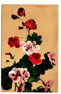 Pelargonium, Geraniums, Flower Series Gold Background