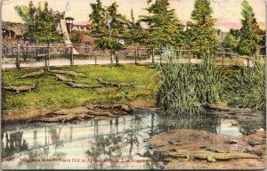 Postcard CA Los Angeles Alligators 60 to 70 Years Old in Alligator Farm 1911 S83