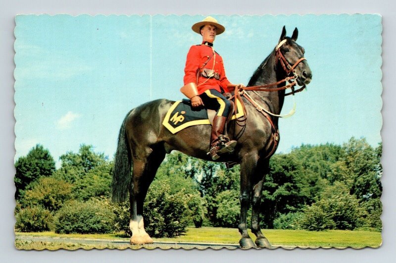 Royal Canadian Mounted Police Officer Horse Police Uniform Chrome Postcard 