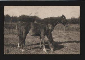 3076390 HORSE Mare & FOAL on Field vintage PHOTO RPPC 1911 year