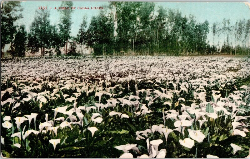 Field Calla Lilies Antique Divided Back Postcard Vintage Unposted Unused Vtg