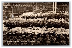 RPPC Potted Plant Department Aalsmeer Flower Auction Netherlands UNP Postcard U8
